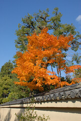 秋の大徳寺　大仙院の土壁と紅葉　京都市北区紫野
