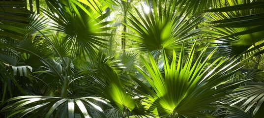 Exotic tropical forest with lush palm leaves and trees, wild jungle nature panorama wallpaper