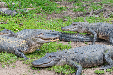 Alligators basking in the sun near water in bayou - 771058904