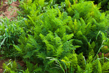 Photograph of carrot plant in a crop. Concept of food and nature.