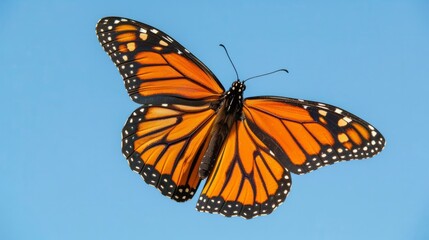 Fototapeta premium Monarch butterfly mid-flight its intricate orange and black wings contrasting against a pale cloudless blue North American sky