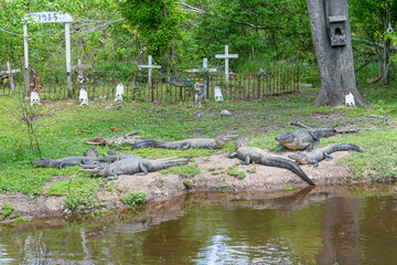 Alligators basking in sun on shore of bayou near old cemetery  - 771060350