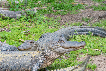 Alligators sunning on the shore of bayou near forest - 771060380