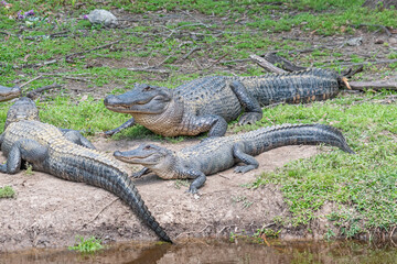 Alligators basking in the sun near water in bayou - 771061787