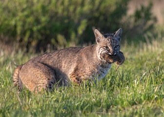 Naklejka na ściany i meble Bobcat (Lynx rufus) hunting with gopher, Point Reyes National Seashore, California 
