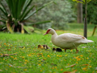 Duck with ducklings on the lawn in the botanical garden Jardim Botanico Tropical in Lisbon