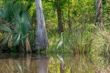 Beautiful white egret bird perched at edge of bayou near woods
