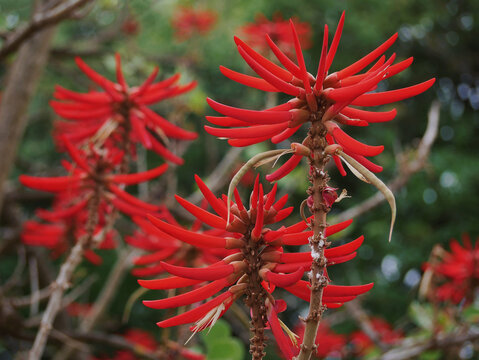 Bright red flower Erythrina in the botanical garden Jardim Botanico Tropical in Lisbon
