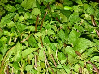 green leaves background