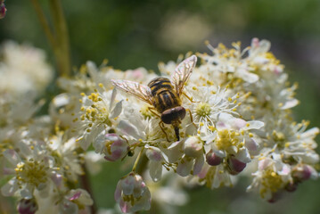 Fly from the hoverfly family (Syrphidae) on white Filipendula flower