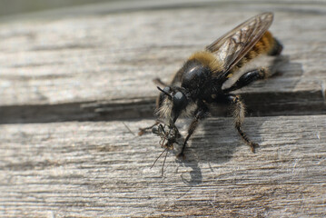 Predatory fly Asilidae with prey