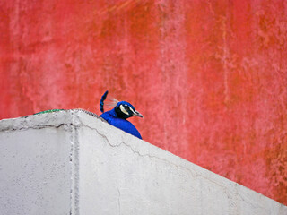 Peacock on the roof of a house at the background of a red wall in Lisbon