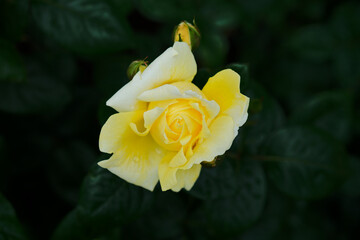 中之島バラ園 - Nakanoshima Rose Garden in Osaka, Japan, in the Rain