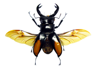 Beetle on transparent. Giant stag beelte with spread wings Hexarthrius parryi macro. Collection beetles, lucanidae, coleoptera, insects, entomology 