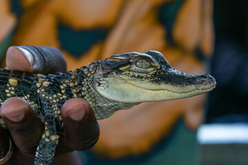Tourist holding cute baby alligator in boat on swamp tour - 771064533