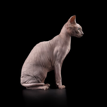 recommend clip art: Sitting elegant sphynx cat