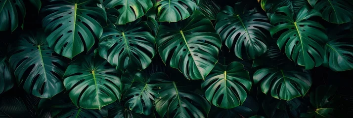 Foto op Plexiglas Exotic tropical forest  lush palm leaves and trees in a verdant jungle   panoramic nature wallpaper © Ilja