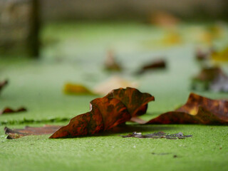 Surface of a swamp pond with duckweed, close-up photo