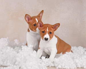 Two cute Basenji puppys