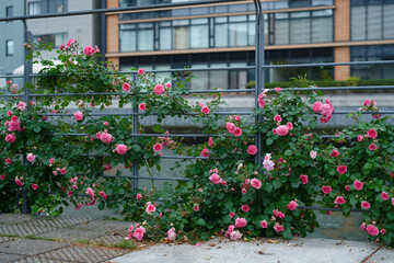 中之島バラ園 - Nakanoshima Rose Garden in Osaka, Japan, in the Rain