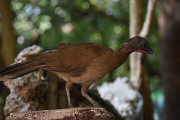 chachalaca
