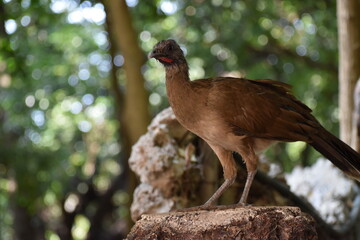 Fototapeta premium Chachalaca