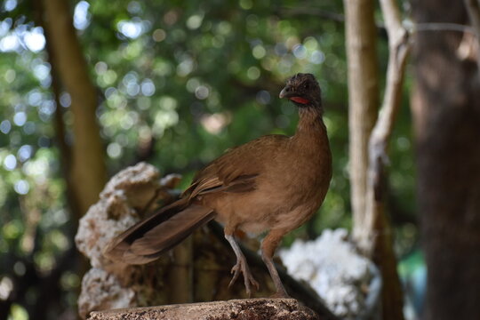 chachalaca