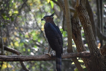 águila aguililla