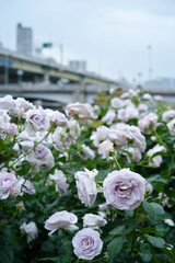 中之島バラ園 - Nakanoshima Rose Garden in Osaka, Japan, in the Rain