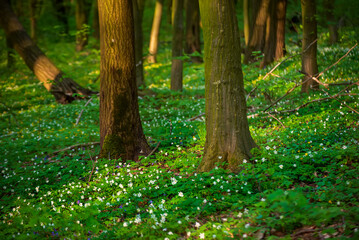 Flowering green forest with white flowers, spring nature background - 771067152