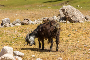 Goat in the Zeravshan Valley,  Tajikistan