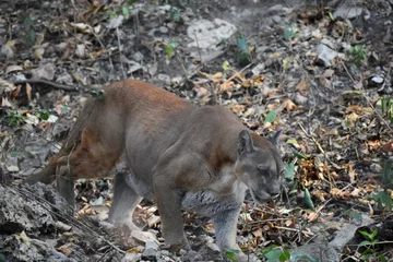 Fotobehang Puma tropical © Maritza