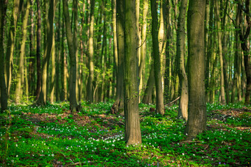 Flowering green forest with white flowers, spring nature background - 771067995