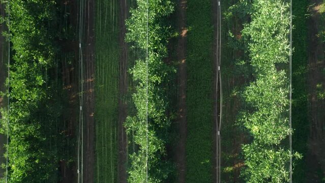 Alignment of apple trees demonstrates careful planning in orchard planting. Beauty of apple orchard highlighting precision in rows. Sun lights tree tops