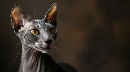 An elegant Oriental Shorthair cat with almond-shaped eyes and a sleek coat.