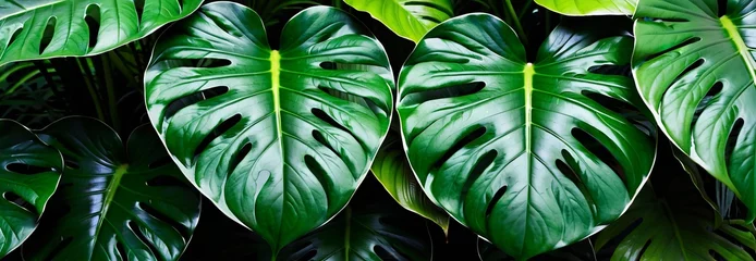 Wandaufkleber Green tropical leaves of Monstera deliciosa, leaves with varied patterns and rich texture. green background, tropical landscape, wide banner, botanical flora. top view © Pink Zebra