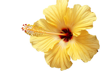 Yellow Hibiscus flower this png file on transparent background - obrazy, fototapety, plakaty
