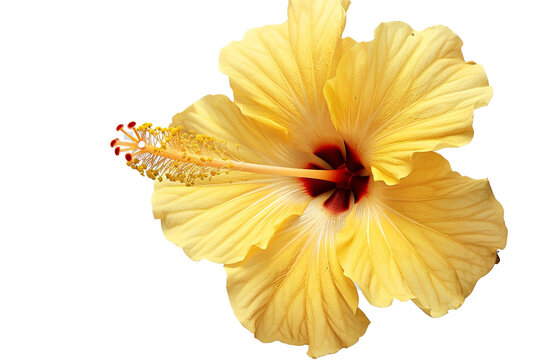 Yellow Hibiscus flower this png file on transparent background