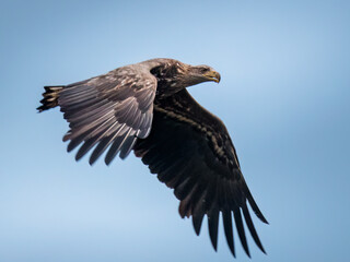 White-tailed eagle, Haliaeetus albicilla, soars in the sky, large bird of prey, claw strength,...