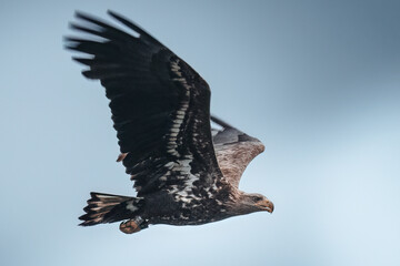 White-tailed eagle, Haliaeetus albicilla, soars in the sky, large bird of prey, claw strength, large claws and thick beak, wide wings, long feathers, majestic predatory hunter