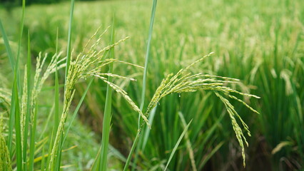 rice plants before harvest