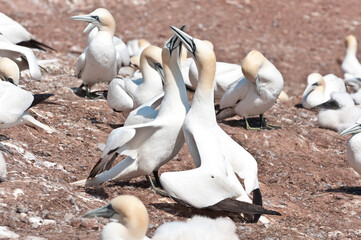 A tender moment between two Northern Gannets in their mating dance on Bonaventure Island, Quebec....