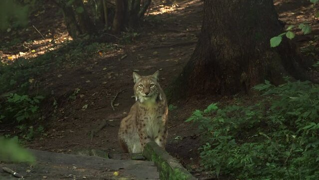 Lynx Sits in the Forest on the Ground and Looks Around. Eurasian Lynx is Native to European, Central Asian, and Siberian Forests. It Hunts by Stalking and Jumping on its Prey.