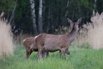 Beautiful deer Cervus elaphus in a beautiful pose, female deer doe in the game refuge, nature...