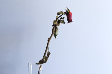 Photograph of dried roses representing oblivion and sadness. Concept of plnatas and flowers.
