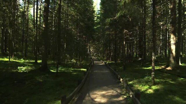 Camera Glides along a Very Beautiful Fairytale Forest Path. Beautiful and Popular Forest Trails Are Equipped with Wooden Bridges, Ladders, Railings, Benches and Other Things.