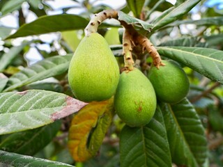 Green and ripening fruits of loquat (Eriobotrya japonica) or biwa, Spain