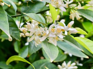 Flowers of bitter orange, sour orange, Seville orange, bigarade orange, or marmalade orange is in a narrow sense (Citrus × aurantium) on a tree, also it used for Neroli oil production, Spain