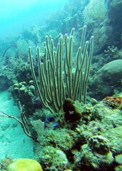 Little blue fish on the reef in the Caribbean Sea, off the coast of Utila, Honduras