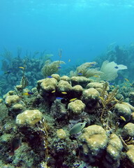 Naklejka na ściany i meble School of small, colorful fish on the reef in the Caribbean Sea, off the coast of Utila, Honduras